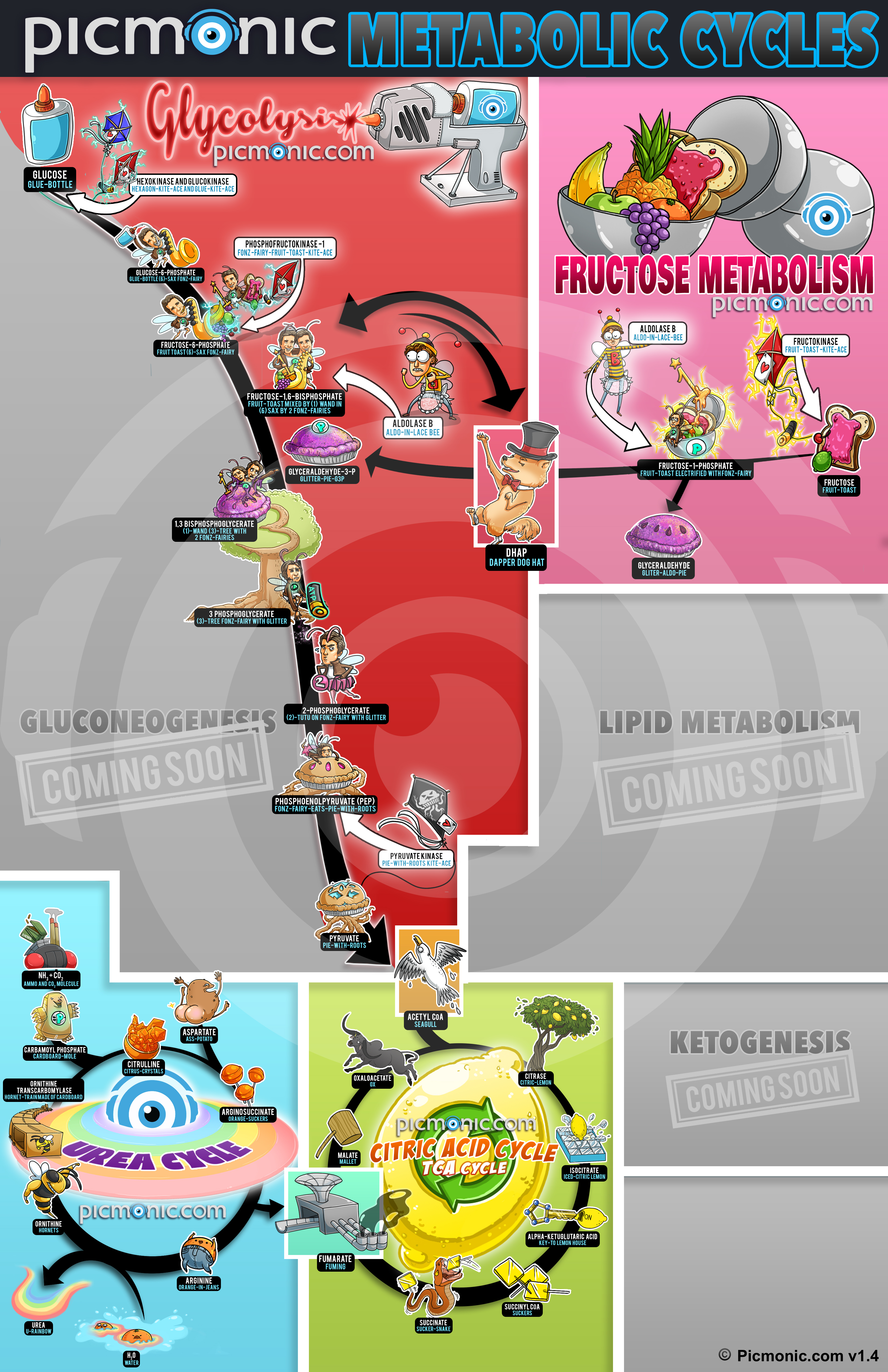 metabolism_cycles_poster_v1-4