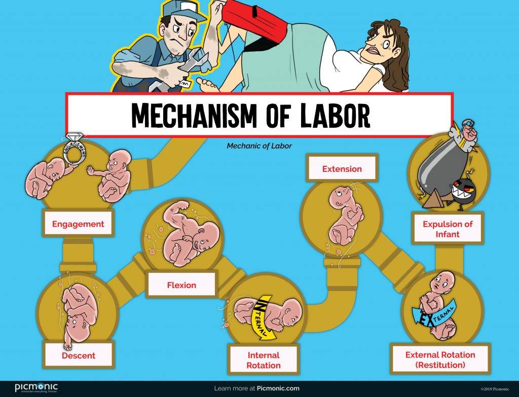 Mechanism of Labor