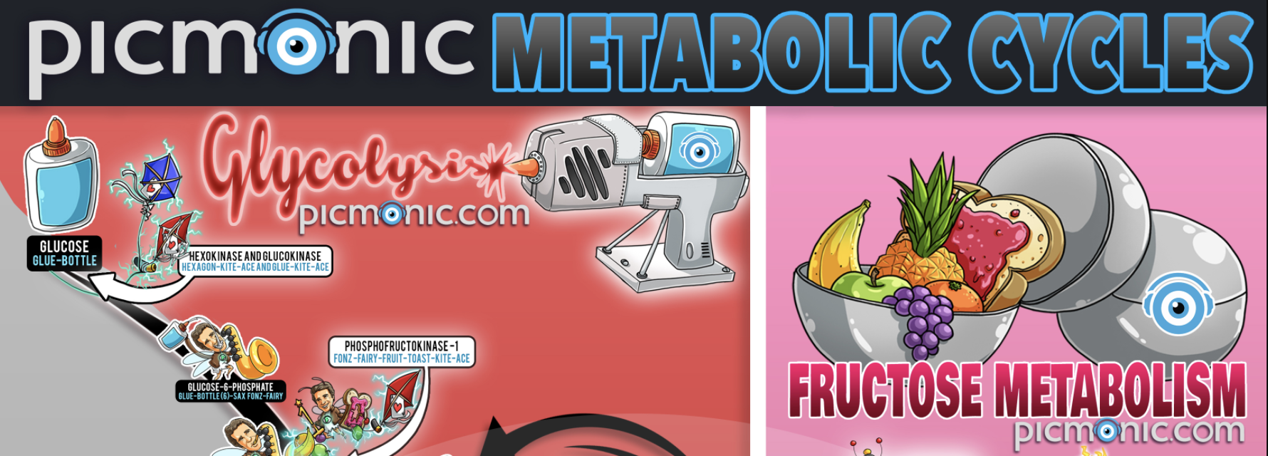 [Infographic] How to Study: Metabolism Cycles | Picmonic