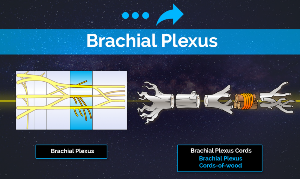 The brachial plexus is a beast when it comes to memorizing all the important facts, delineations, segmentation, etc.