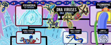 How to Study: Virus DNA